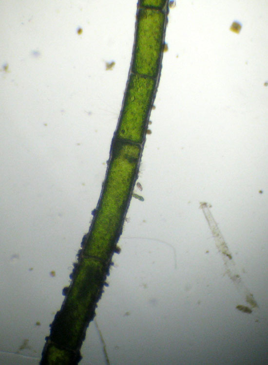 Microscopia salata